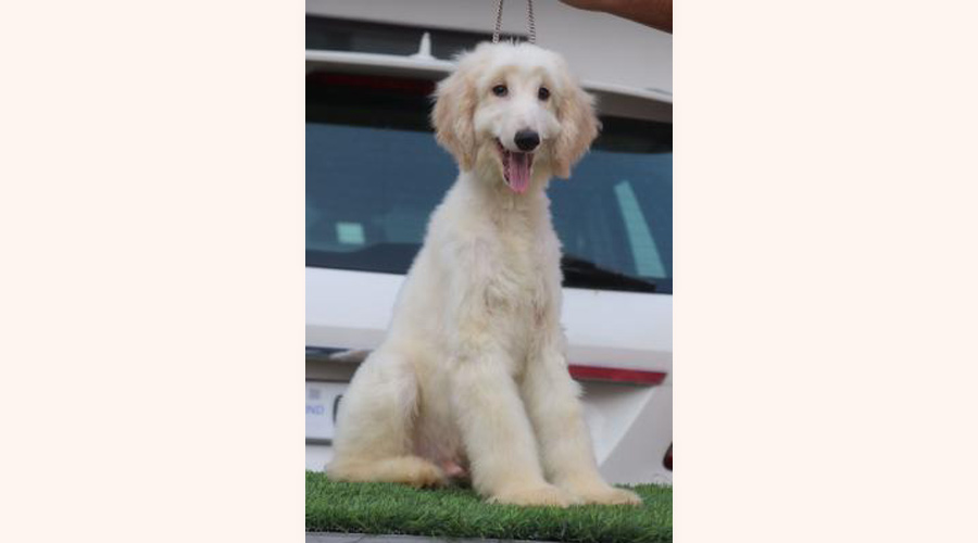 Stella in bangalore