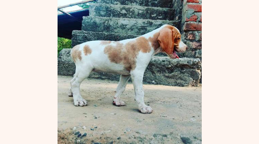 Leo in bangalore
