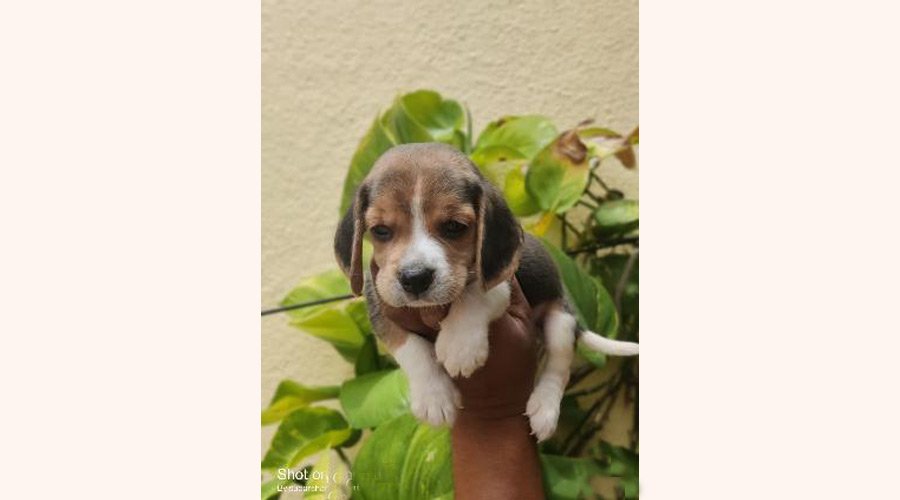 Max in bangalore