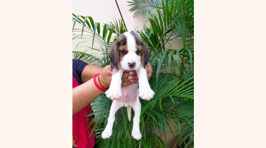 Bella in bangalore