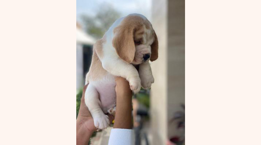 Milo in bangalore