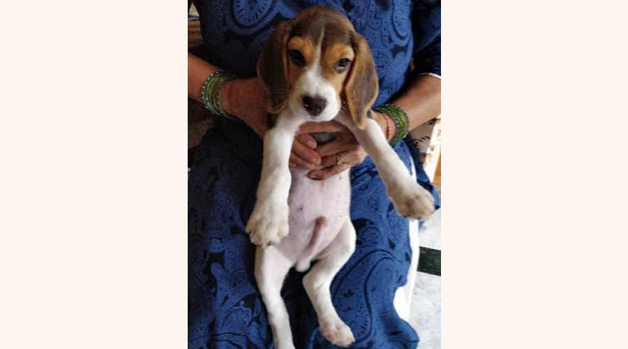 Lily in bangalore
