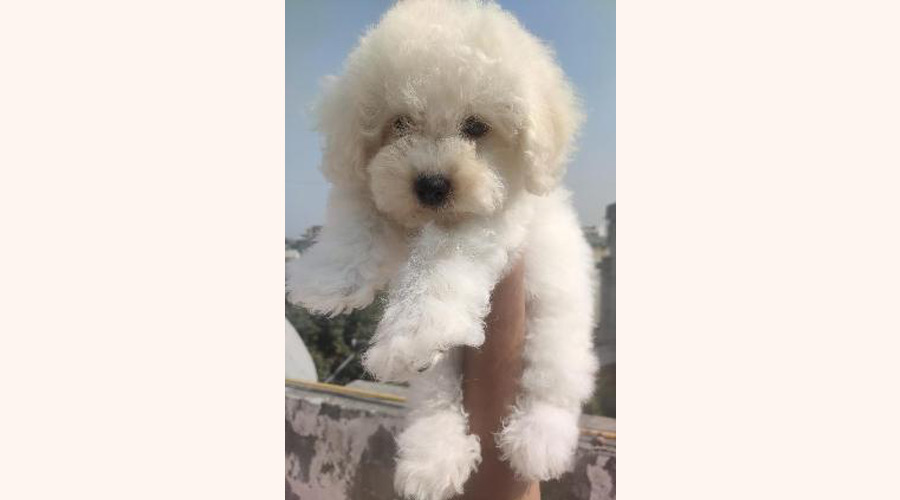 Teddy in bangalore