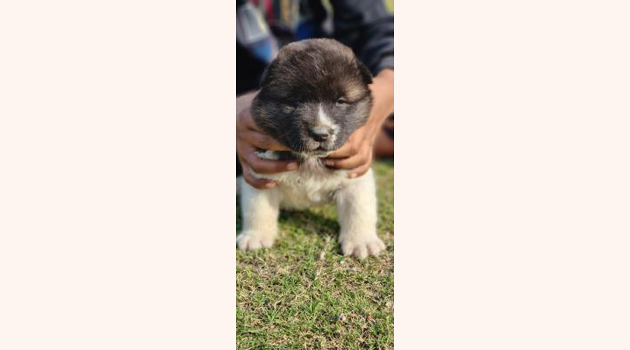 Akita Puppies for Sale in Bangalore at Best Prices | PlanAPup