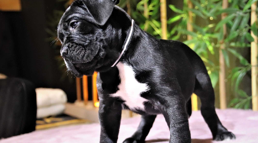 Tobi in bangalore