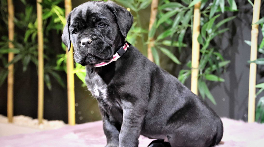 Bolt in bangalore