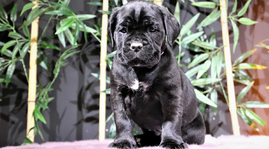 Sultan in bangalore
