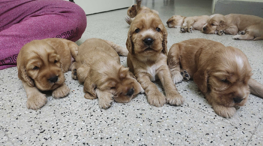 Max in bangalore