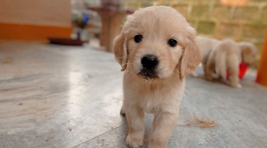 Golden Retriever Puppies For Sale In Bangalore At Best Prices 