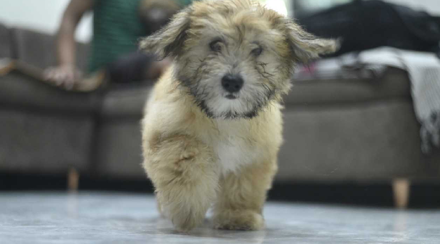 Chewy in bangalore