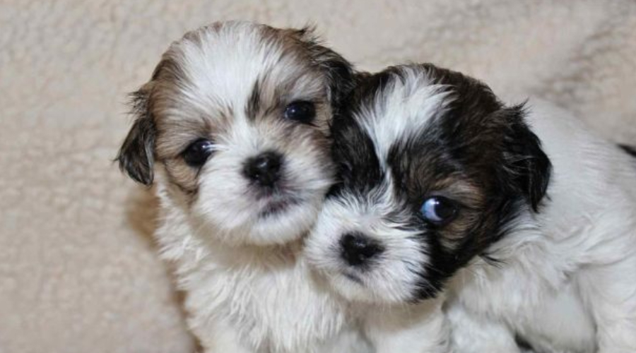 Oreo in bangalore