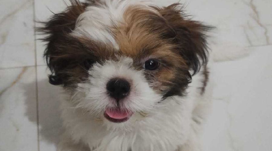 Minni in bangalore